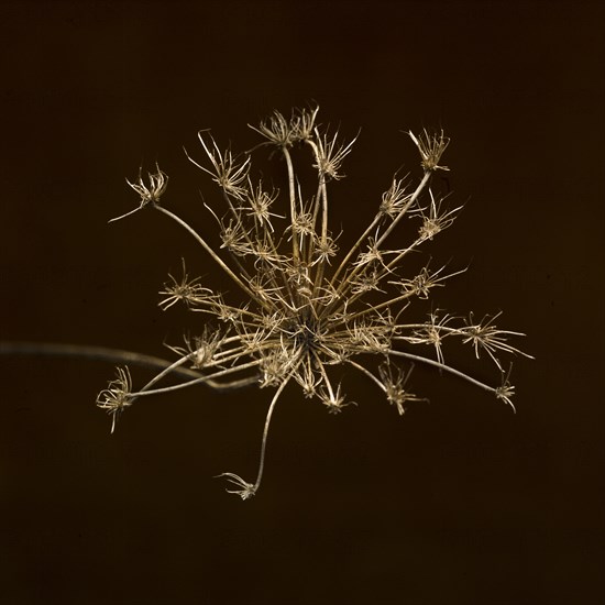 Dried Queen Anne's Lace against Black Background