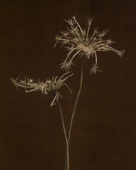 Dried Queen Anne's Lace against Black Background