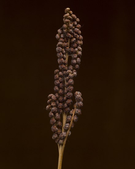 Fern Seeds on Stem against Black Background