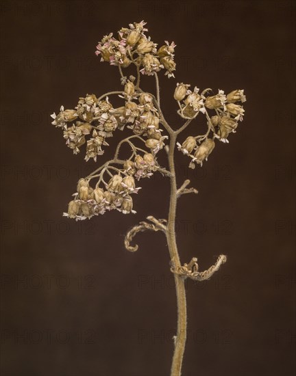 Dried Pink Yarrow against Dark Background