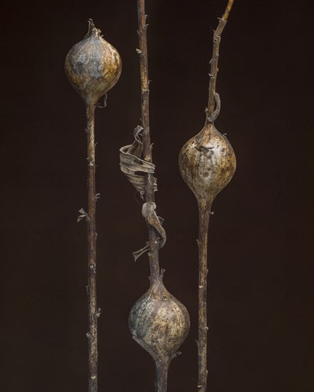 Insect Pods, Goldenrod Gall Fly, Eurosta solidaginis, on Dried Goldenrod Stems against Dark Background