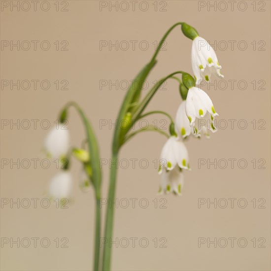Spring Snowflake Flowers, Leucojum vernum, against Beige Background