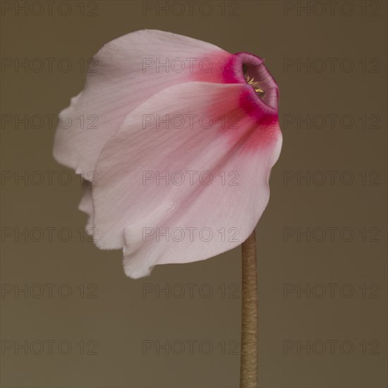 Pink Persian Cyclamen, Cyclamen persicum, against Tan Background