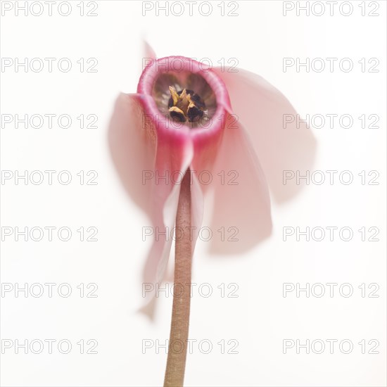 Pink Persian Cyclamen, Cyclamen persicum, against White Background