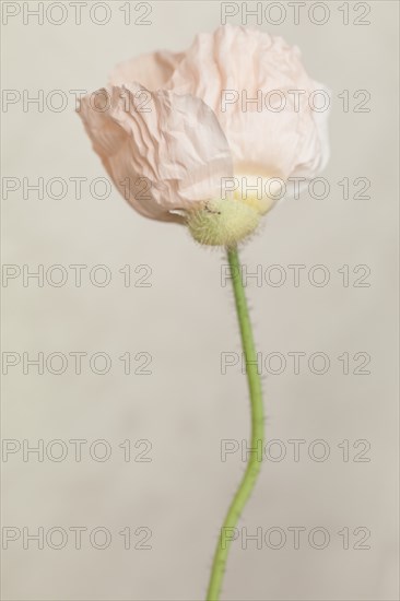 Light Pink Poppy Flower, Papaver somniferum, against Tan Background