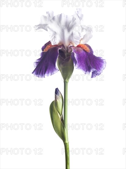 White and Purple Bearded Iris against White Background