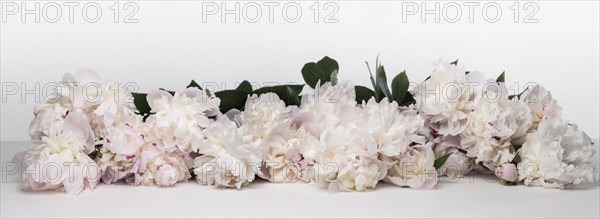 Pile of Pink Peonies