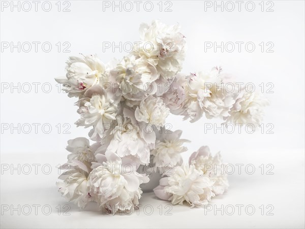 Sculptural Bouquet of Pink Peonies