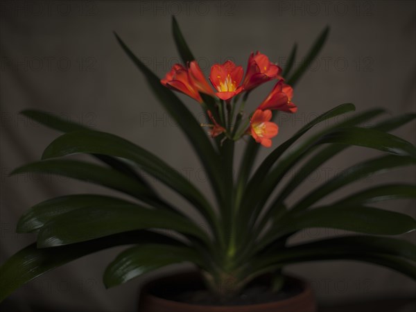 Orange Clivia with Long Green Leaves in Ceramic Pot