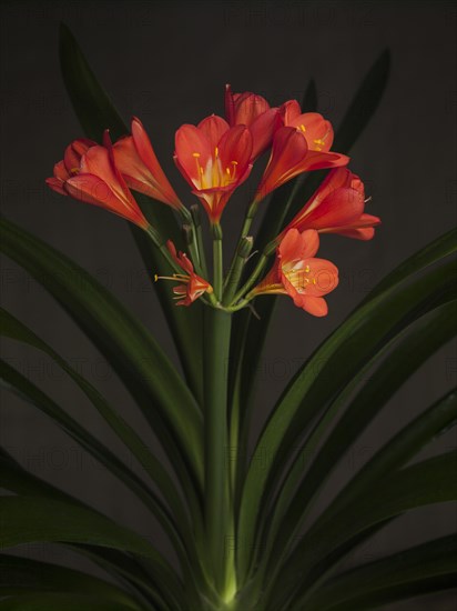 Orange Clivia with Slender Green Leaves