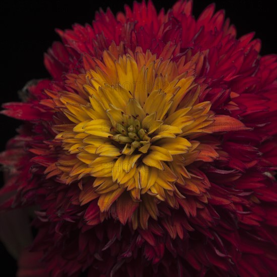 Yellow, Orange and Red Coneflower or Echinacea, Close-Up