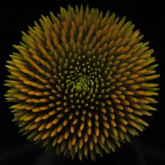 Coneflower Center, Close-Up Detail