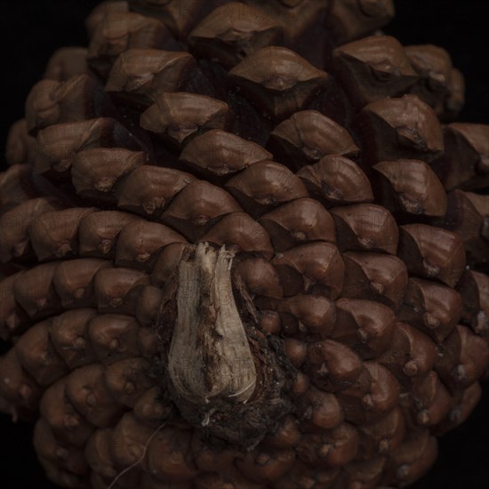 Evergreen Cone, Close-Up Detail of Bottom