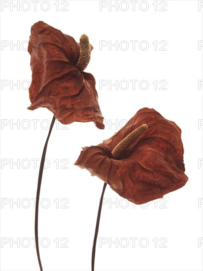 Dried Anthurium Flowers with Spathe and Spadix against White Background