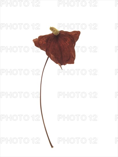 Dried Anthurium Flower with Spathe and Spadix against White Background