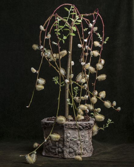 Pussy Willow Tree, Salix Caprea Pendula in Ornamental Pot