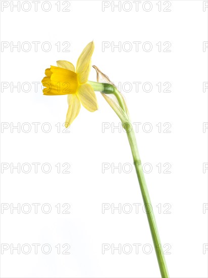 Narcissus, Miniature Yellow Daffodil with Long Stem against White Background