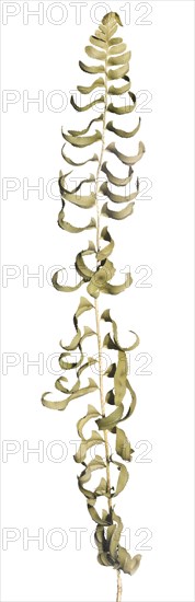 Dried Ebony (or Brownstein) Spleenwort, Asplenium platyneuron, Dried Fern against White Background