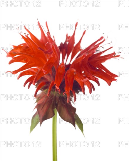 Scarlet Beebalm (or Bergamot), Monarda didyma, against White Background