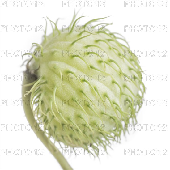 Balloon Plant Milkweed, Gomphocarpus physocarpus, Facing Right against White Background