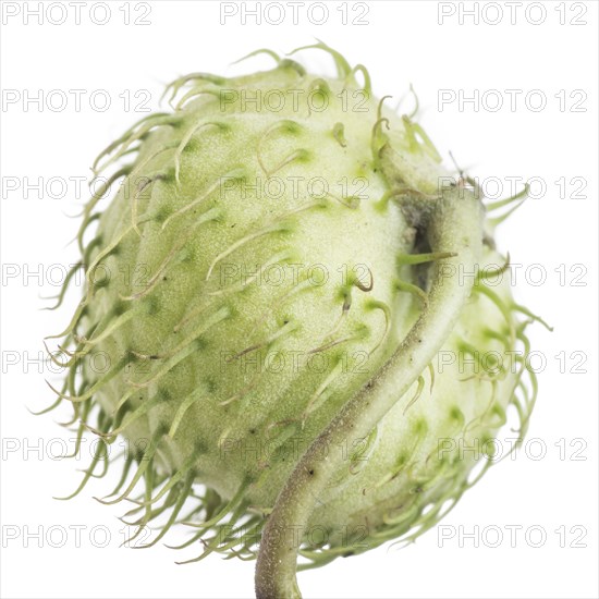 Balloon Plant Milkweed, Gomphocarpus physocarpus, Rear View against White Background