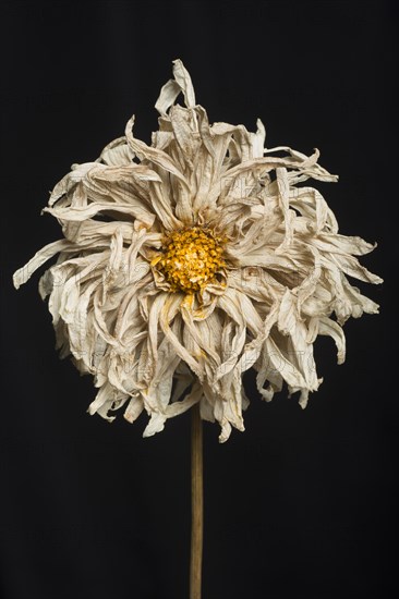 Dried Dahlia Flower against Black Background