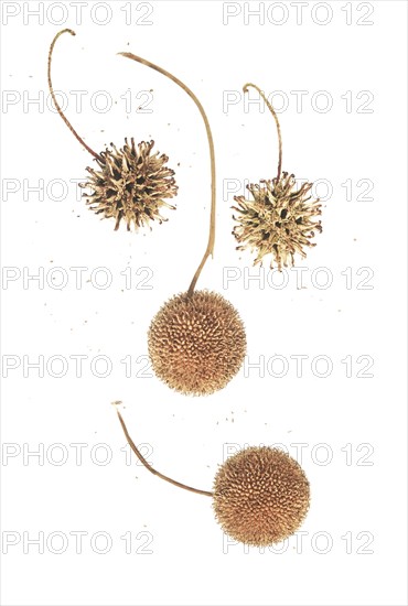 High Angle View of Dried Sweet Gum and Sycamore Seed Pods Against White Background