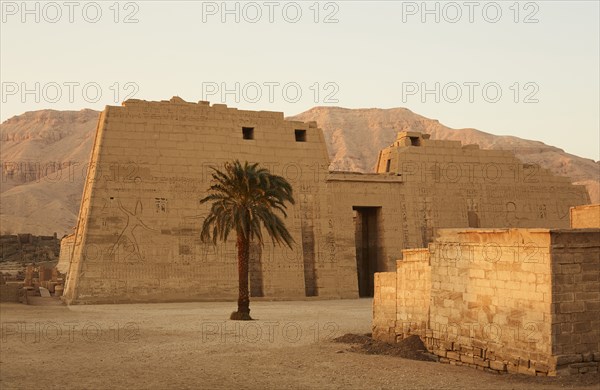 Medinat Habu Temple with Palm Tree, Luxor, Egypt