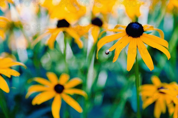 Black-Eyed Susan Flowers (Rudbeckia hirta)