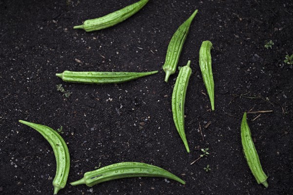 Freshly-Picked Okra