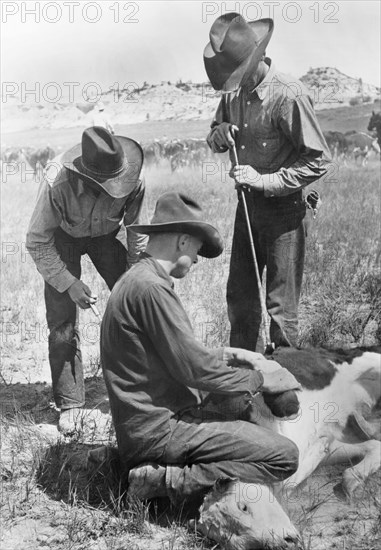 Cowboys Branding a Calf, Quarter Circle U Roundup, Montana, USA, Arthur Rothstein, Farm Security Administration, June 1939