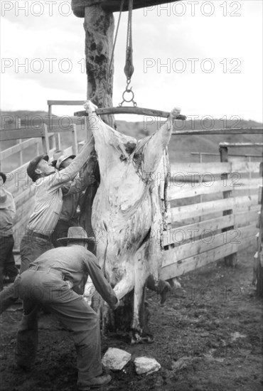 Butchering a Cow, Quarter Circle U Ranch, Montana, USA, Arthur Rothstein, Farm Security Administration, June 1939