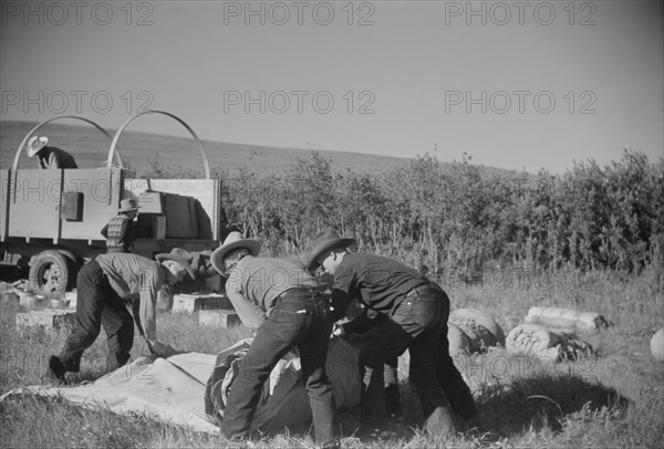 Setting up the Roundup Camp, Quarter Circle U Ranch Roundup, Montana, USA, Arthur Rothstein, Farm Security Administration, June 1939