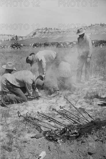 Branding a Calf, Quarter Circle U Roundup, Montana, USA, Arthur Rothstein, Farm Security Administration, June 1939