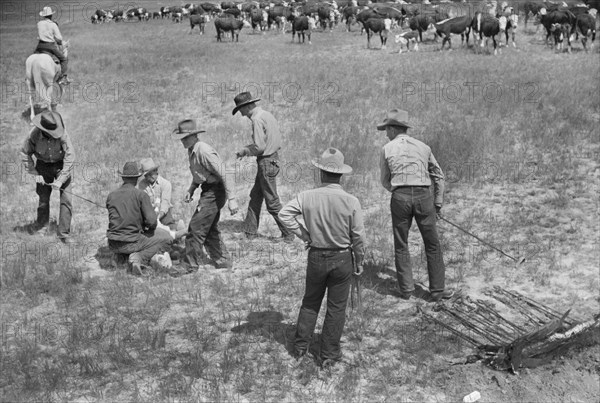 Branding a Calf at Quarter Circle U Ranch Roundup, Montana, USA, Arthur Rothstein, Farm Security Administration, June 1939