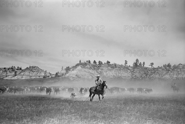 Dragging a Calf to be Branded, Quarter Circle U Ranch Roundup, Montana, USA, Arthur Rothstein, Farm Security Administration, June 1939