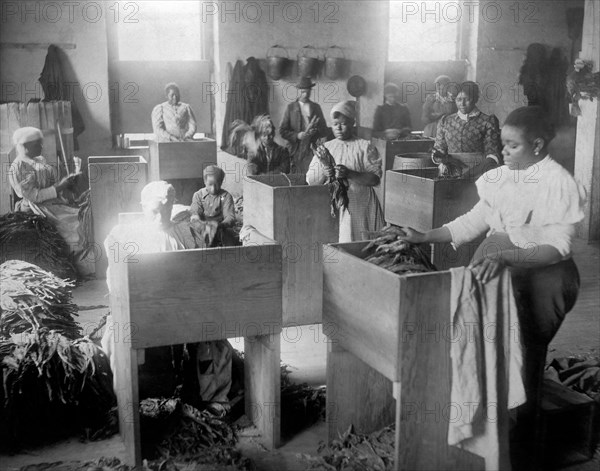 African Americans, Mostly Women, Sorting Tobacco, T. C. Williams & Co., Richmond, Virginia, USA, W.E.B. DuBois Collection, 1899
