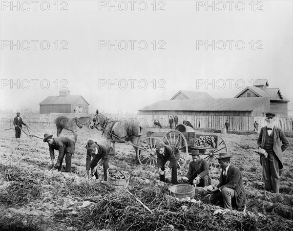 Harvesting Sweet Potatoes, Claflin University, Orangeburg, South Carolina, USA, 1899