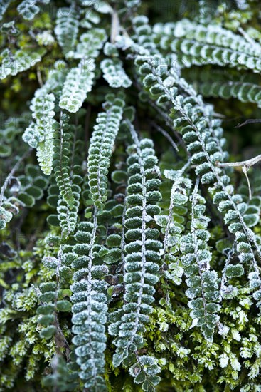 Frozen Green Ferns