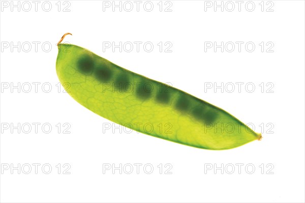 Pea Pod Close-up