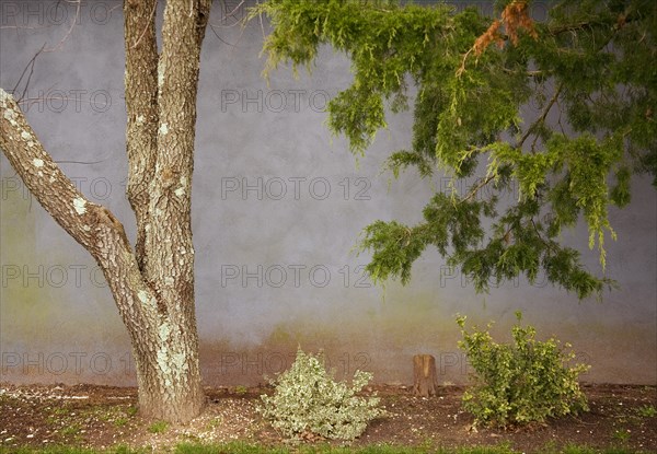 Tree and Wall