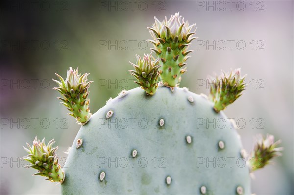 Purple Prickly Pear Cactus