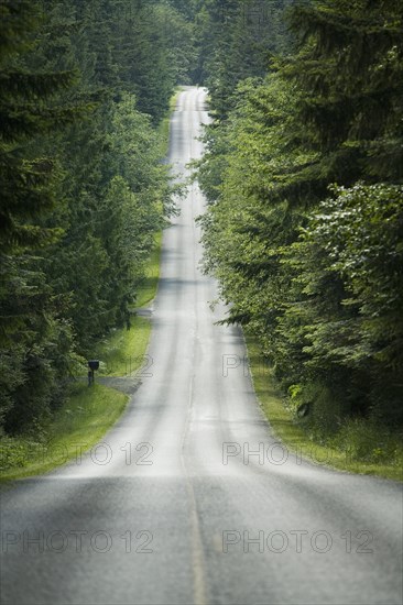 Tree Lined Country Road