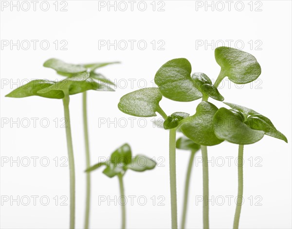 Basil Sprouts on White Background