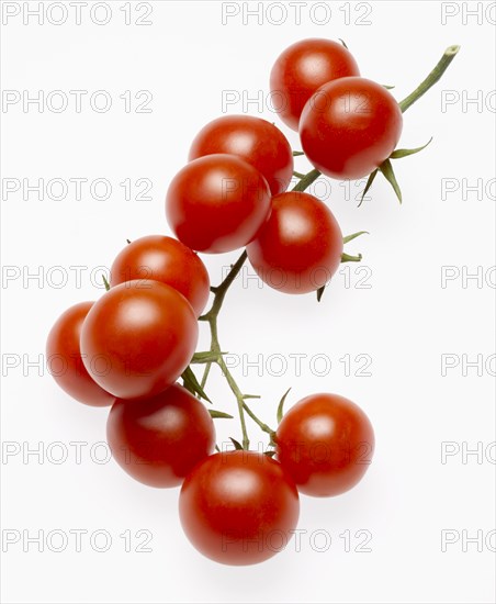 Stem of Several Cherry Tomatoes on Vine