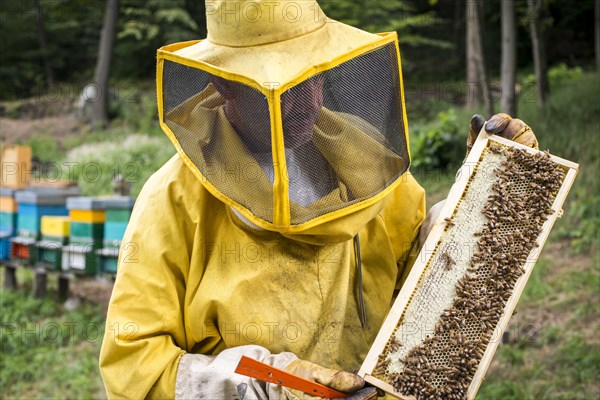 Beekeeper Holding Honeycomb of Bees