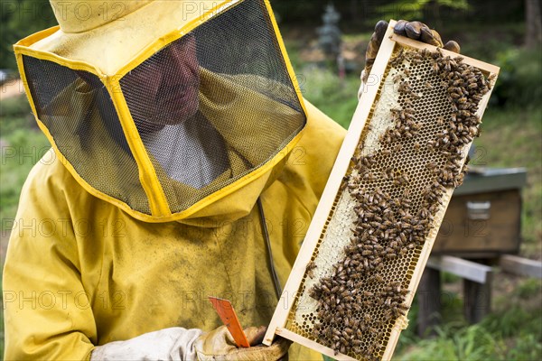 Beekeeper Holding Honeycomb of Bees