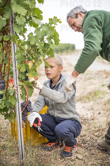 Mid-Adult Man and Boy Picking Grapes in Vineyard