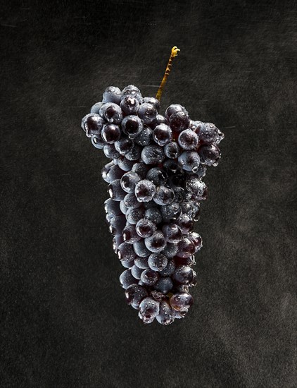 High Angle View of Bunch of Barbera Grapes with Moisture on Black Background