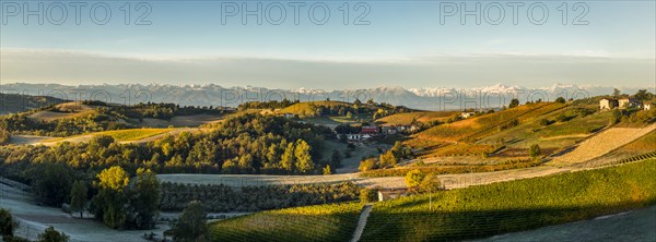 Panorama of Vineyards with Frosted Fields and Mountain Landscape at Sunrise, Dogliani, Piedmont, Italy